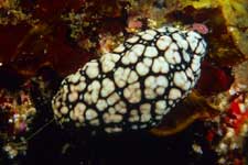 F-90X 60mm RVP �ɓ��C�m����