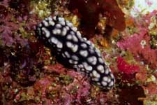 F-90X 60mm RVP �ɓ��C�m����