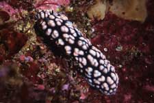 F-90X 60mm RDP�U ������