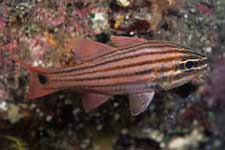 F-90X 60mm RVP �吣��