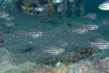 F-90X 60mm REALA �吣��