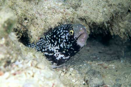 F-90X 60mm RVP �}�u�[��