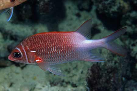 F-90X 60mm RVP �T�C�p��