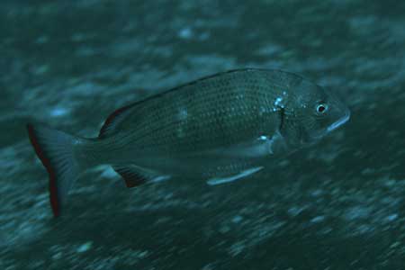 F-90X 60mm RVP �吣��