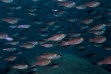 F-90X 60mm RVP �吣��