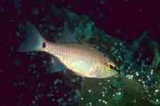 F-90X 60mm RVP �吣��