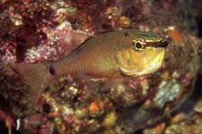 F-90X 60mm RVP �x��