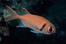 F-90X 60mm RVP �T�C�p��