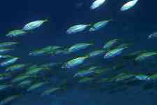 F-90X 60mm RVP �x��