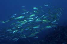 F-90X 60mm RVP �x��