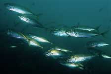 F-90X 60mm RVP �x��