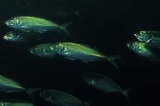 F-90X 60mm RVP F �ɓ��C�m����