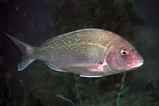 F-90X 60mm REALA �吣��