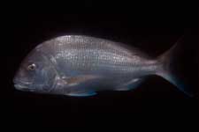 F-90X 60mm RDP�U �吣��