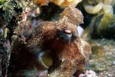 F-90X 60mm RVP �吣��