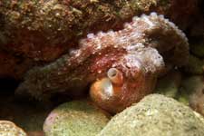 F-90X 60mm G400 �z�O