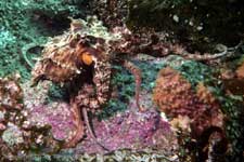 F-90X 60mm REALA �吣��