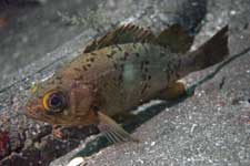 F-90X 60mm G400 �吣��