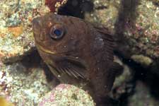 F-90X 60mm RVP �ɓ��C�m����