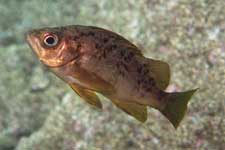 F-90X 60mm G400 �吣��