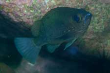 F-90X 60mm RVP �吣��