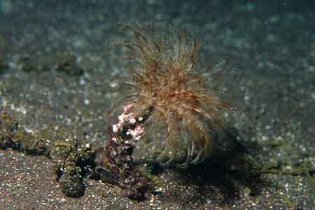 F-90X 60mm RVP �吣��