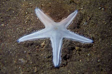 F-90X 60mm G400 �吣��