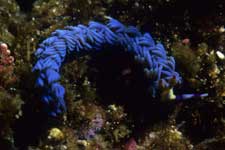 F-90X 60mm RVP �ɓ��哇