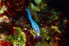 F-90X 60mm RVP �ɓ��C�m����