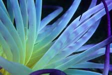 F-90X 60mm RVP �吣��