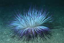 F-90X 60mm RVP �吣��