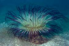 F-90X 60mm RDP�U �吣��