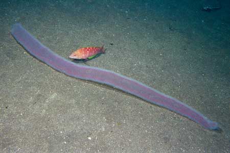 F-90X 60mm REALA �吣��