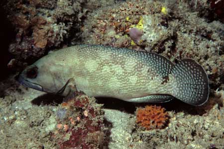 F-90X 60mm RVP �V�p�_��