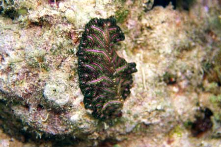 F-801 28-70mm REALA �}�u�[��