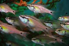 F-90X 60mm REALA �吣��