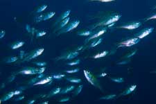 F-90X 60mm RVP �吣��