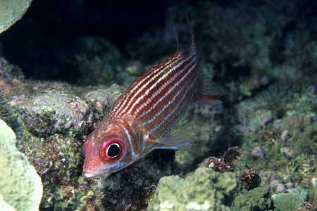 F-90X 60mm RVP �T�C�p��