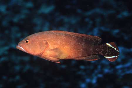 F-90X 60mm RVP �T�C�p��