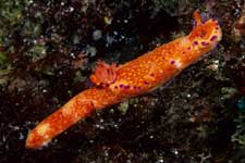 F-90X 60mm RVP �ɓ��C�m����