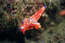 F-90X 60mm RVP �ɓ��C�m����