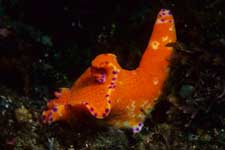 F-90X 60mm RVP �ɓ��哇