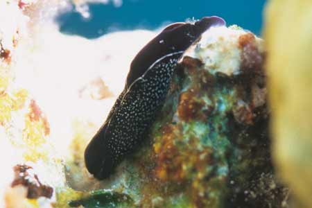 F-90X 60mm RVP �T�C�p��