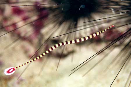 F-801 28-70mm REALA �}�u�[��