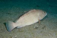 F-90X 60mm RVP �吣��