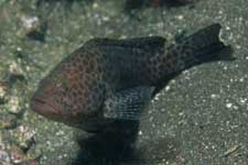 F-90X 60mm RVP �吣��