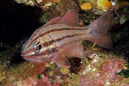 F-90X 60mm RVP �ɓ��C�m����