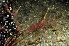 F-90X 60mm RVP �吣��