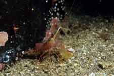 F-90X 60mm RVP �吣��