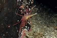 F-90X 60mm RVP �吣��